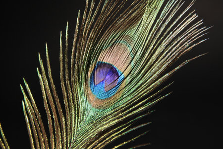 Peacock feather isolated on a black background. High quality photoの写真素材
