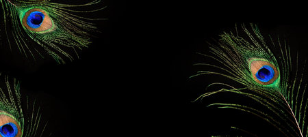 Peacock feather isolated on a black background. High quality bannerの写真素材