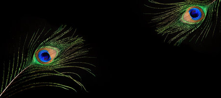 Peacock feather isolated on a black background. High quality bannerの写真素材
