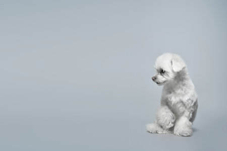 Chinese joyful white lap dog on a gray background with copy space. High quality photoの写真素材