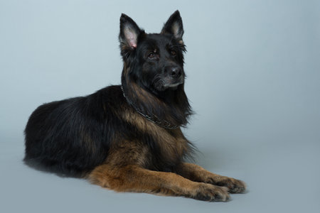 German long-haired shepherd dog lies on a gray isolated background in the Studioの写真素材