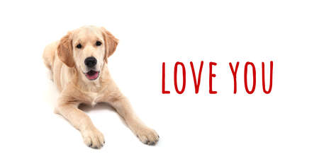 Cute Retriever puppy lies on a white isolated background and looks at camera. text love you. High quality photoの写真素材