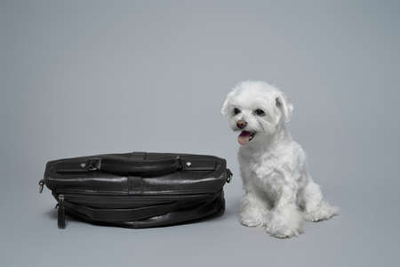 Chinese joyful white lap dog on a gray background with copy space. High quality photo