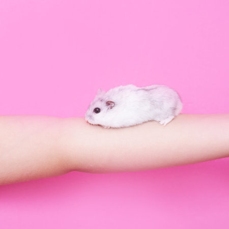Baby hand of a little girl holding a Dzungarian hamster on the palm of her hand on a pink backgroundの写真素材