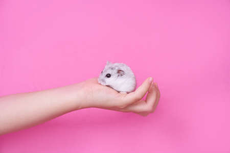 Baby hand of a little girl holding a Dzungarian hamster on the palm of her hand on a pink backgroundの写真素材