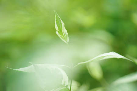 Spring bright background, fresh leaf on a blurred background in the garden. High quality photo