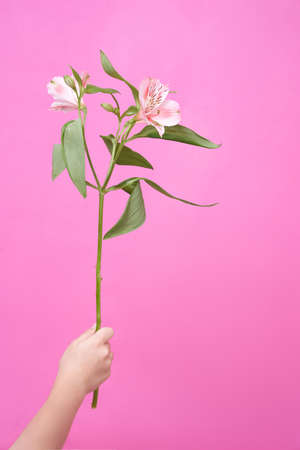 Alstroemeria in the childs hand on a pink background. High quality photoの写真素材