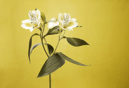 Alstroemeria fresh flower on a yellow background. Color of the year 2021 yellow and grey. High quality photoの写真素材