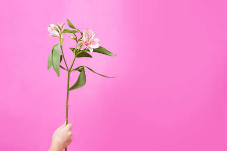 Alstroemeria in the childs hand on a pink background. High quality photoの写真素材