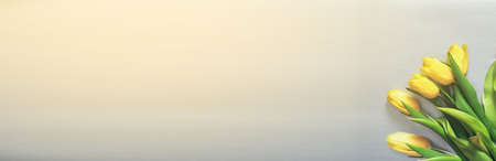 Five yellow fresh tulips on a silver grey background.の写真素材