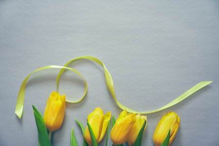 Five yellow fresh tulips on a silver grey background with a yellow ribbon and copy space.の写真素材