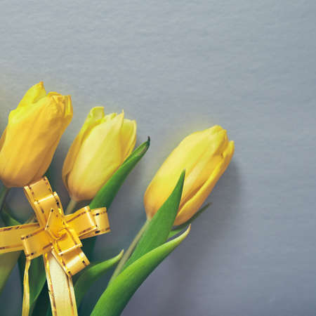 Three yellow fresh tulips on a silver grey background with a yellow ribbon and copy space.の写真素材