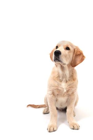A cute funny puppy of Golden Retriever sits on an isolated white background and looks up. High quality photoの写真素材