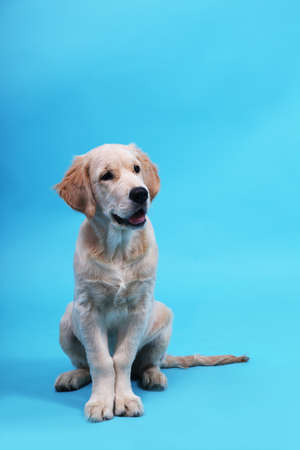Cute Retriever puppy s sitting on a blue background and looks away. Vertical card with copy space. High quality photoの写真素材