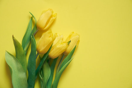 Five yellow fresh tulips on a yellow background. Concept of holiday, March 8, International womans day. Card with copy space.の写真素材