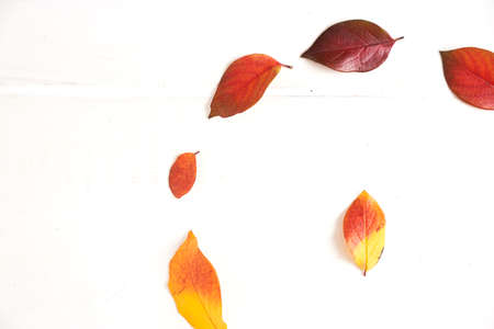 Circle of colorful autumn leaves in the form of a gradient text frame, layout for design on a wooden...
