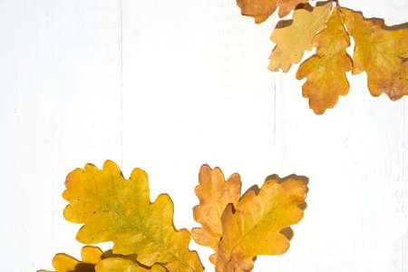 Leaves on a branch of oak on a white wooden background, autumn concept, frame for text, copy space. High quality photoの写真素材