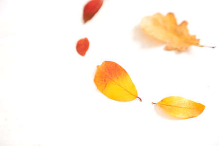 Circle of colorful autumn leaves with oak in the middle in the form of a gradient, layout for design on a wooden white background. High quality photoの写真素材