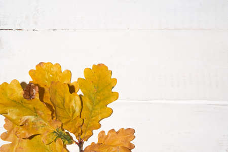 Leaves on a branch of oak on a white wooden background, autumn concept, frame for text, copy space. High quality photoの写真素材