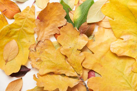 Colorful leaves of autumn trees on the ground, green, yellow, red. High quality photoの写真素材
