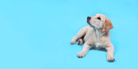 Cute Retriever puppy lies on a blue background and looks up. Banner with copy space. High quality photoの写真素材