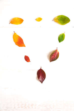 Triangle of colorful autumn leaves in the form of a gradient text frame, layout for design on a wooden white background. High quality photoの写真素材