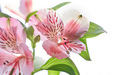 Close up Alstroemeria fresh flower on a white isolated background. High quality photoの写真素材