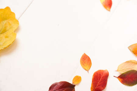 Frame of autumn leaves on a white wooden background, multicolored leaves and yellow leaf of oak....