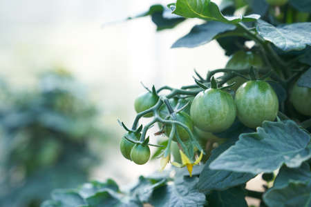 Close up of Cherry tomatoes are ripen on a branch in the greenhouse. Gardening and return to subsistence farming. High quality photoの写真素材