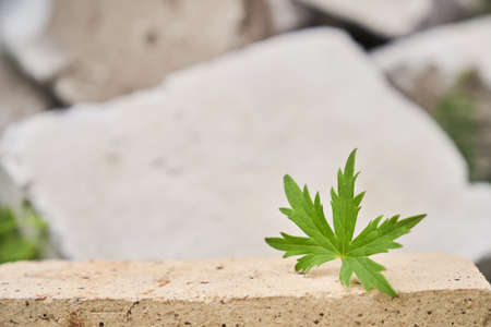 Beige stone platform on a stone background with a leaf of meadow geranium. High quality photoの写真素材