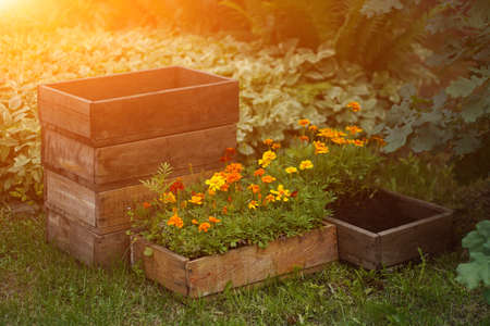 Marigold flowers on a flower bed in a summer garden. Beautiful natural background on a sunny day. High quality photoの写真素材