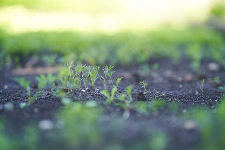 Seedlings of parsley greens. Growing seasonings in the garden. Young sprouts of the first spring...