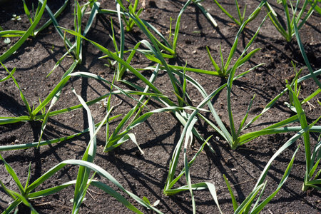 Beds with young onions, rows of green onions, green onions in the ground. High quality photoの写真素材