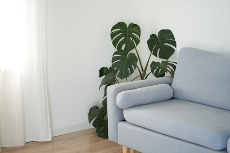 Modern living room in white with a gray sofa. Scandinavian interior design. Monstera flower in the corner. High quality photoの写真素材