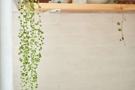 Selective attention is paid to flowers in pots. The flower is on a wooden shelf. Beautiful kitchen...