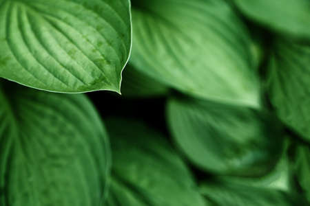 Hosta plantaginea in the garden. The natural background.Green leaves of ornamental plants.. High...