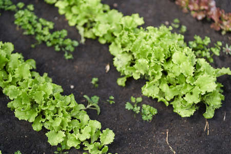Growing green leaf lettuce on a garden bed in the garden. Green lettuce leaves on the beds in the garden. Background for gardening with green salad plants in the open ground. High quality photoの写真素材
