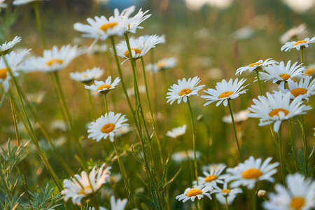 Beautiful field, meadow chamomile flowers, natural landscape. An airy artistic image.Space for...