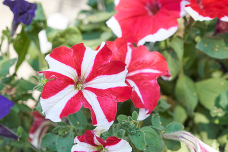 Beautiful garden petunia flowers, red striped in nature close-up macro. Space for copying. An airy artistic image. High quality photoの写真素材
