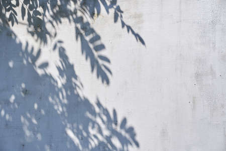 A gray shadow of leaves on a light wall. Abstract neutral background of the concept of nature. Space for text. High quality photoの写真素材