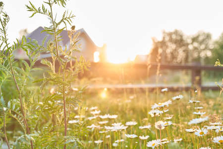 Against the background of wooden houses, a beautiful field, meadow chamomile flowers, a natural landscape. An airy artistic image.A place to copy. High quality photoの写真素材