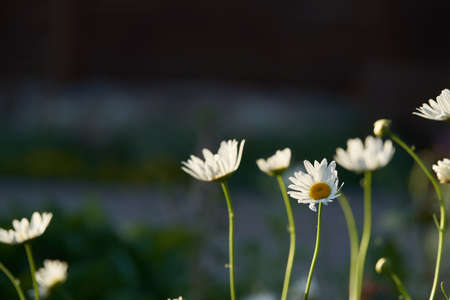 Close-up of meadow chamomile flowers, against the background of a dark brown wooden house. An airy artistic image.Space for copying. High quality photoの写真素材