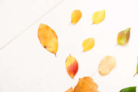 a few yellow autumn fallen leaves on the background of light wooden boards. flatley. space for text....