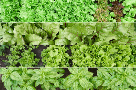 Collage, top view. Growing green and red leaf lettuce, basil in the garden. Background for gardening...