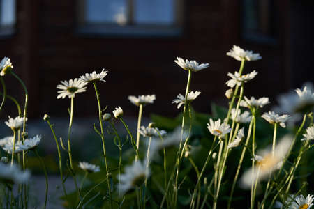 Close-up of meadow chamomile flowers, against the background of a dark brown wooden house. An airy artistic image.Space for copying. High quality photoの写真素材