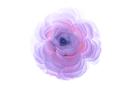 A large purple ranunculus flower on a white background.Isolated Asian buttercup on a perfectly white...