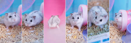 Collage with a small Dzungarian hamster in a cage. White Dzungarian hamster on pressed sawdust in a cage. High quality photoの写真素材