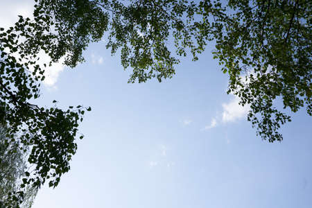 Green treetops in the forest blue sky with copy space. Bottom view. High quality photoの写真素材