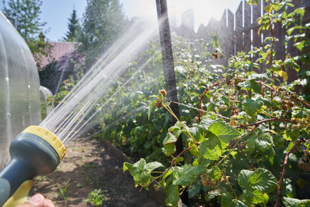 Close-up of a mans hand spraying an aqueous solution on plants under pressure. Watering raspberry bushes in the garden. Gardening concept. High quality photoの写真素材
