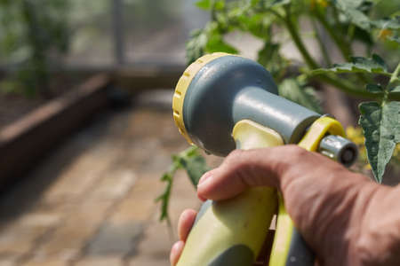 Close-up of a mans hand holding a hose for watering plants in a greenhouse. Gardening concept. High quality photoの写真素材